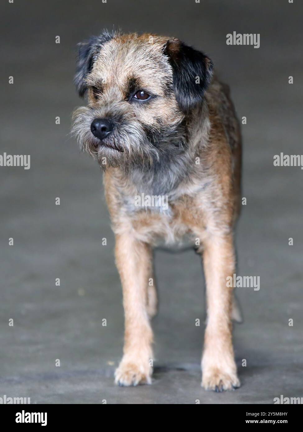 Chien Border Terrier debout dans une porte Banque D'Images
