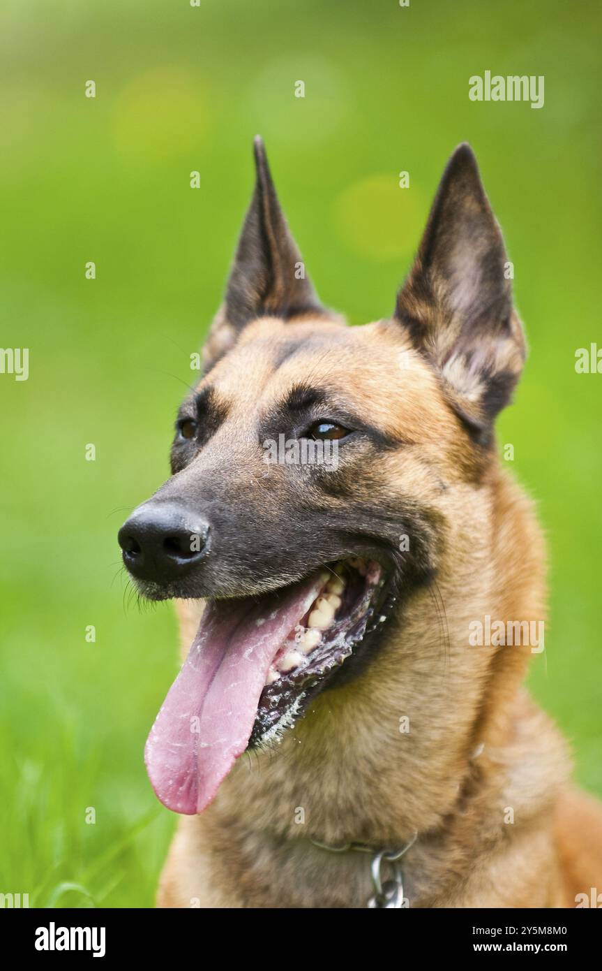 Portrait Malinois Banque D'Images