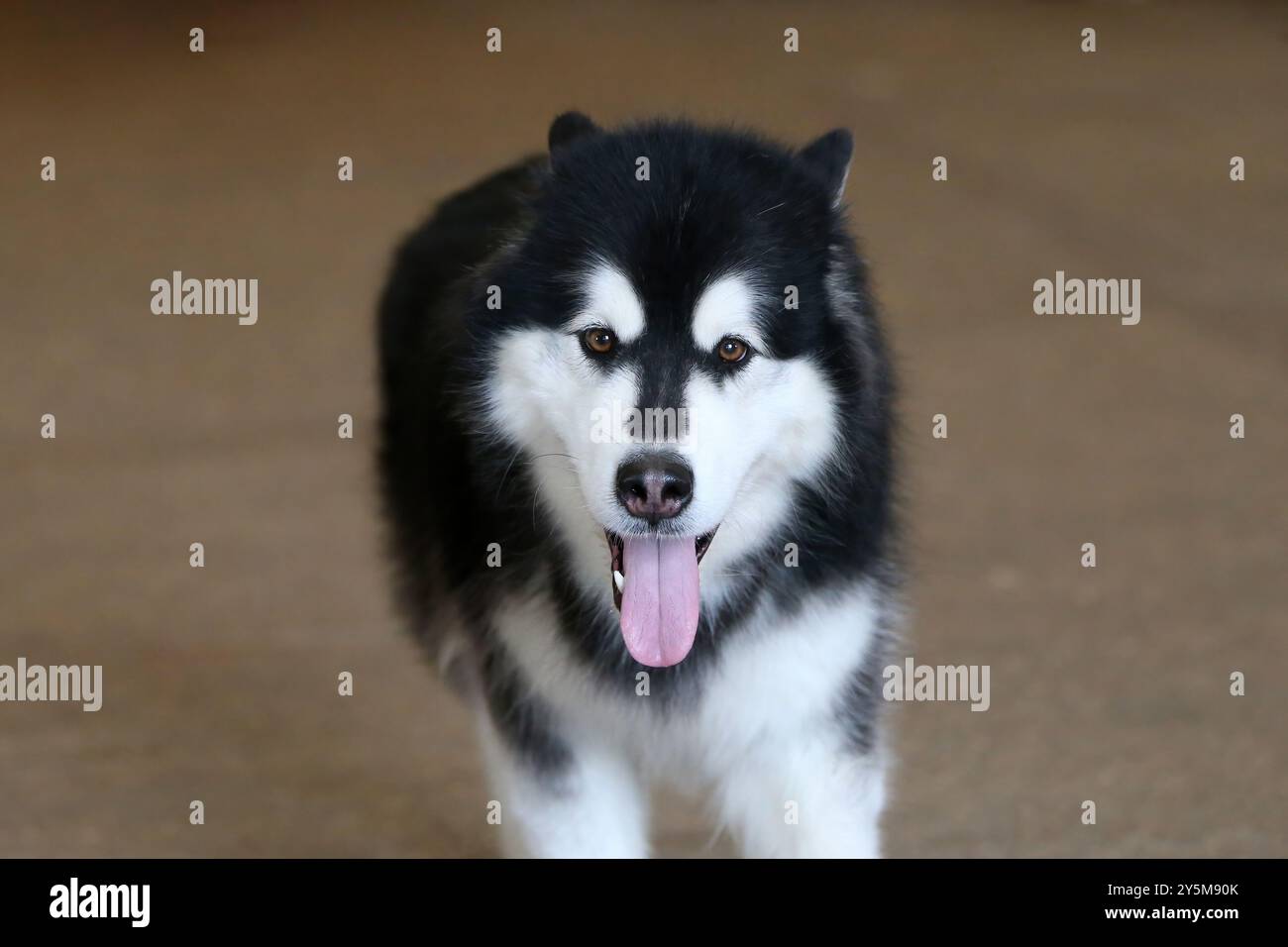 Chien Malamute d'Alaska Banque D'Images