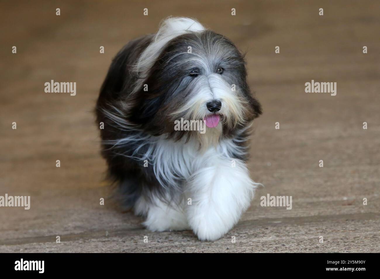 Chien Collie barbu à poil long Banque D'Images