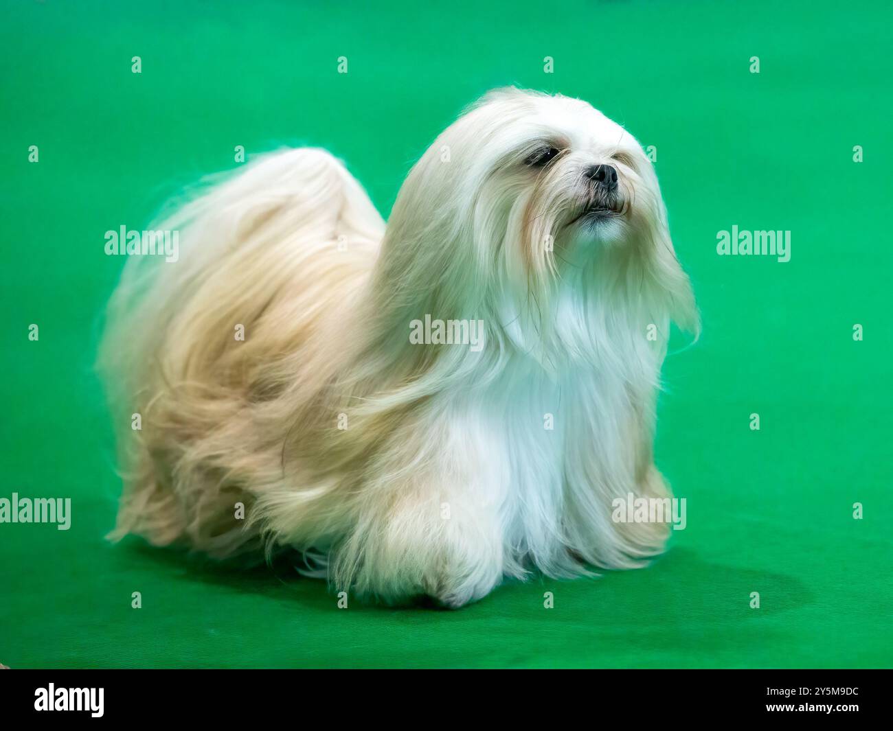 Chien Lhassa Apso à poil long à une exposition canine Banque D'Images
