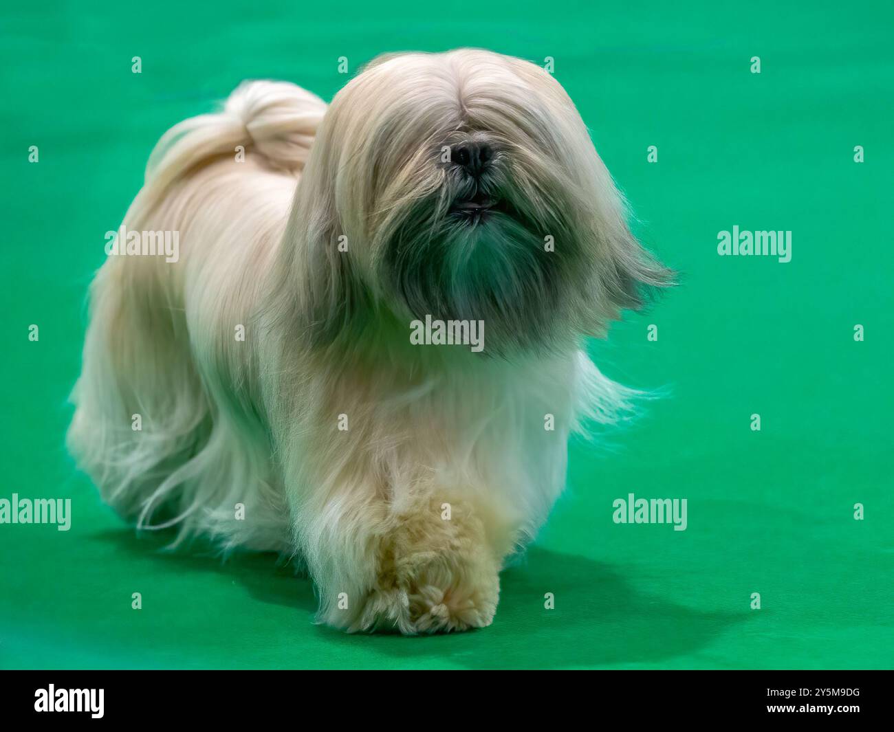 Chien Lhasa Apso doré à poil long sur fond vert Banque D'Images