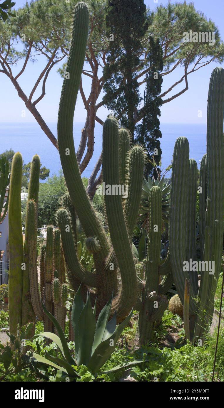 Un cactus est un membre de la famille végétale des Cactaceae, une famille comprenant environ 127 genres avec quelque 1750 espèces connues de l'ordre des Caryophyllales., th Banque D'Images