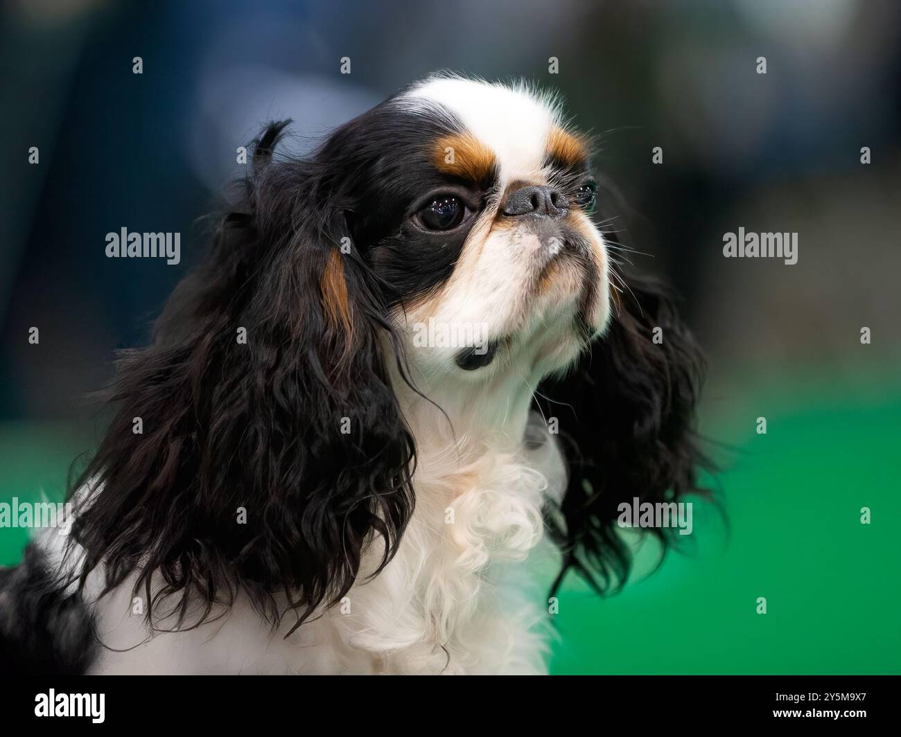 Chien King Charles Spaniel. Semblable à une Cavalier, mais pas à une Cavalier Banque D'Images