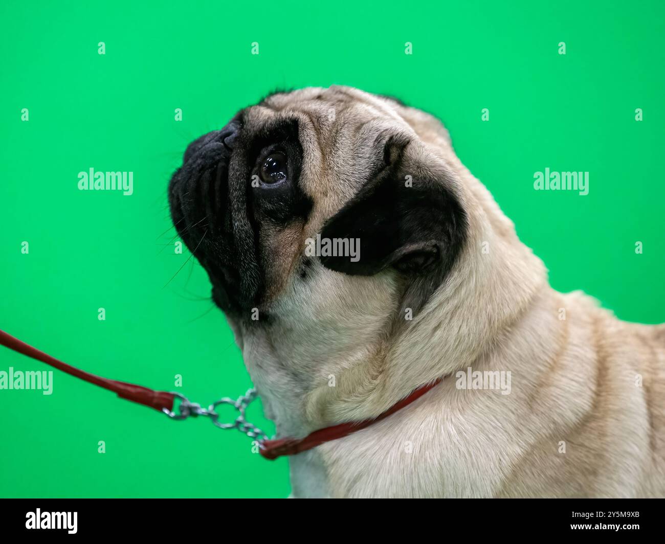 Chien de carlin avec un visage extrêmement plat Banque D'Images