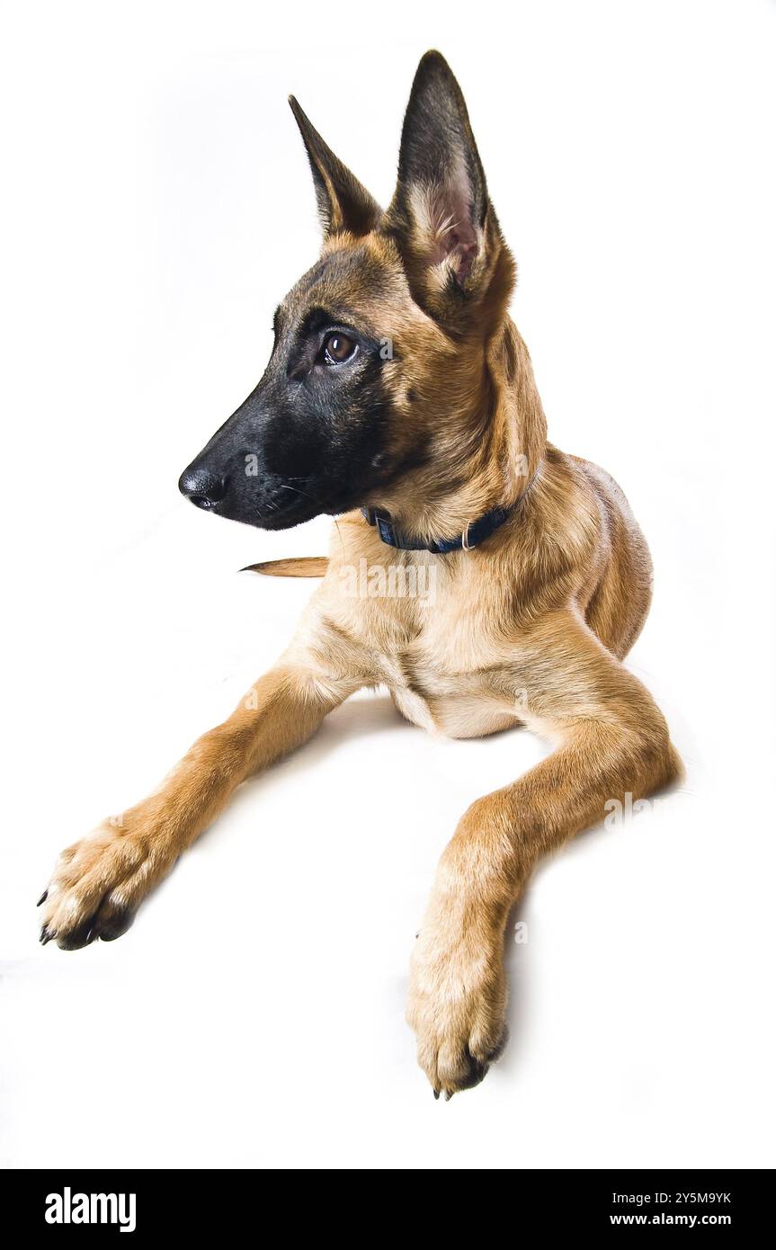 Chiot malinois, couché devant un fond blanc Banque D'Images