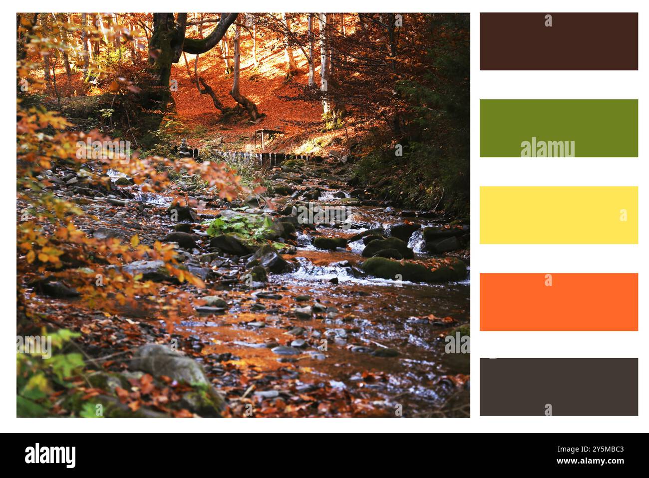 Nuances de l'automne. Beau paysage d'automne et palette de couleurs assorties Banque D'Images