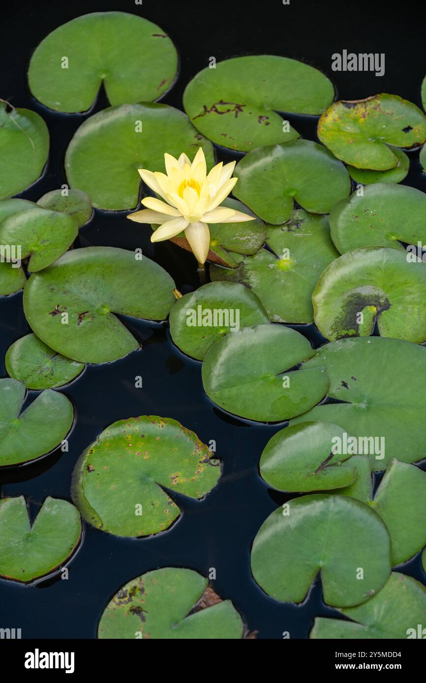 Une fleur de nénuphar jaune unique se distingue comme elle fleurit parmi une collection de nénuphars verts, placés sur un fond d'eau sombre créant un beauti Banque D'Images