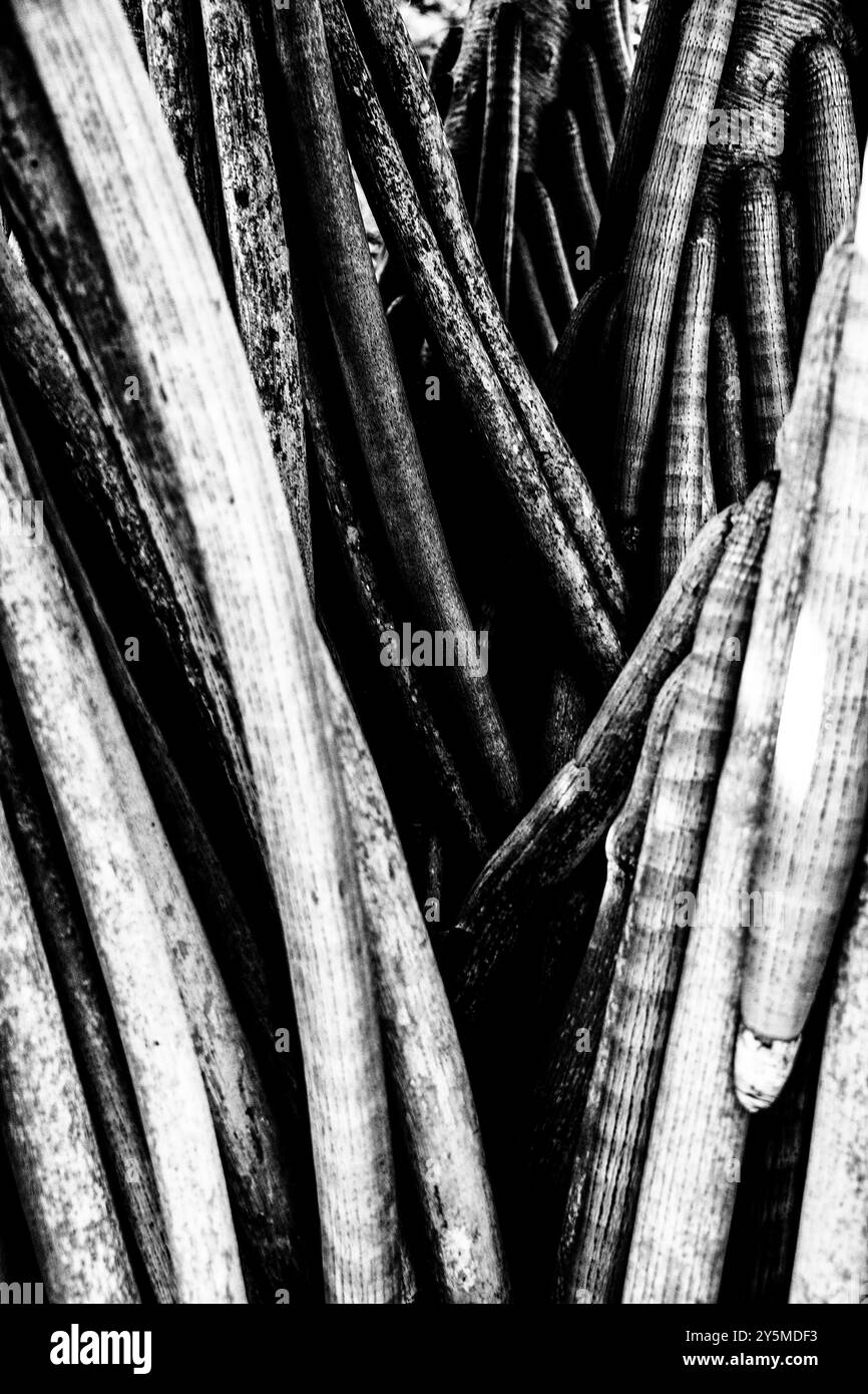 Une photographie en gros plan en noir et blanc montrant les textures et les motifs complexes de l'écorce d'arbre, soulignant les détails complexes et la beauté naturelle de Banque D'Images