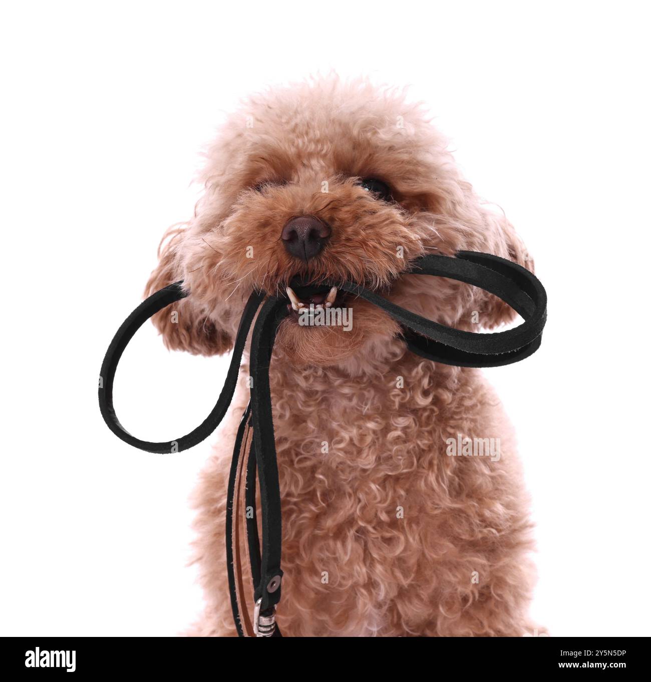Marcher avec le chien. Mignon Maltipoo avec laisse sur fond blanc Banque D'Images