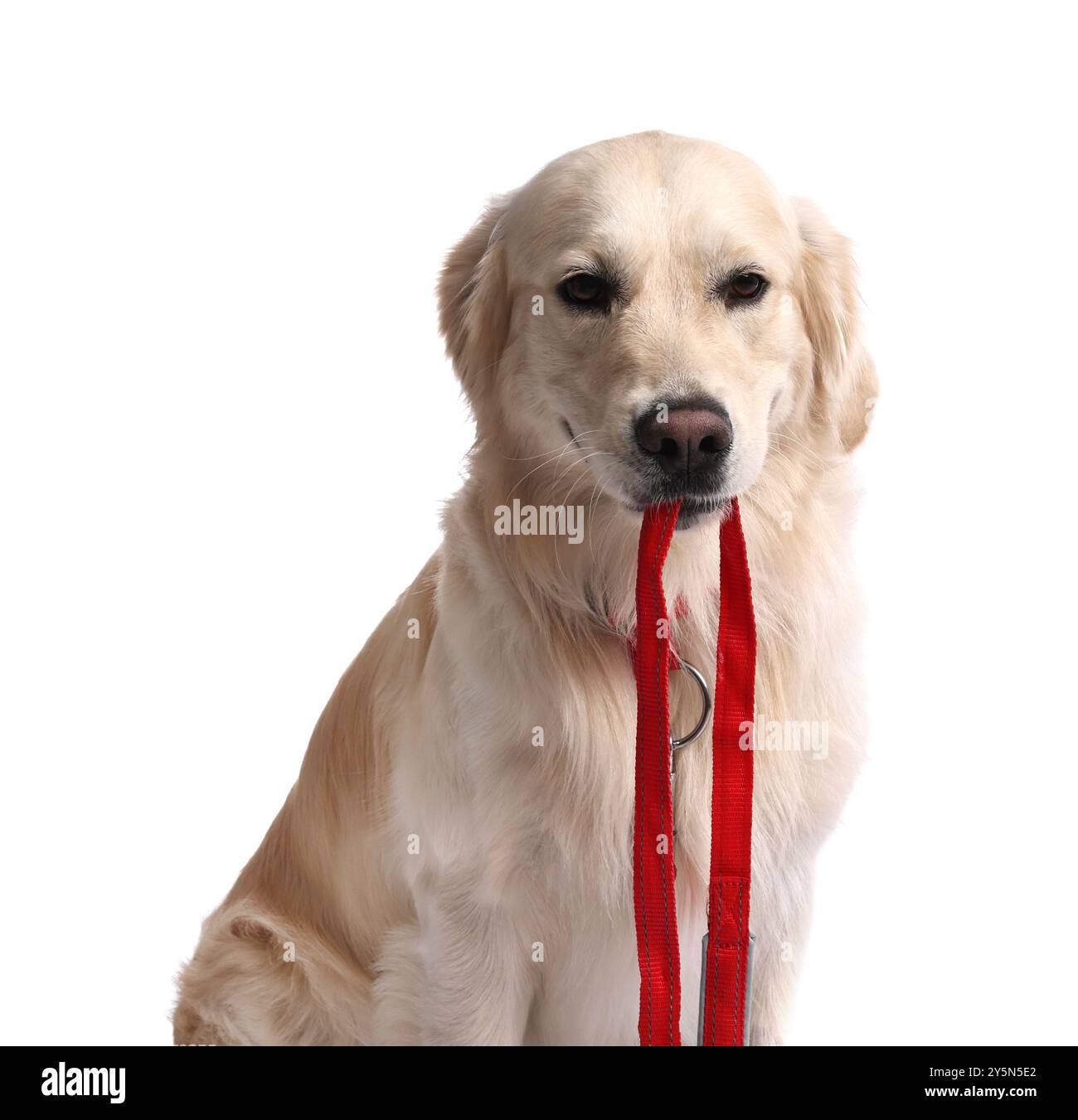 Marcher avec le chien. Cute Golden Retriever avec laisse sur fond blanc Banque D'Images