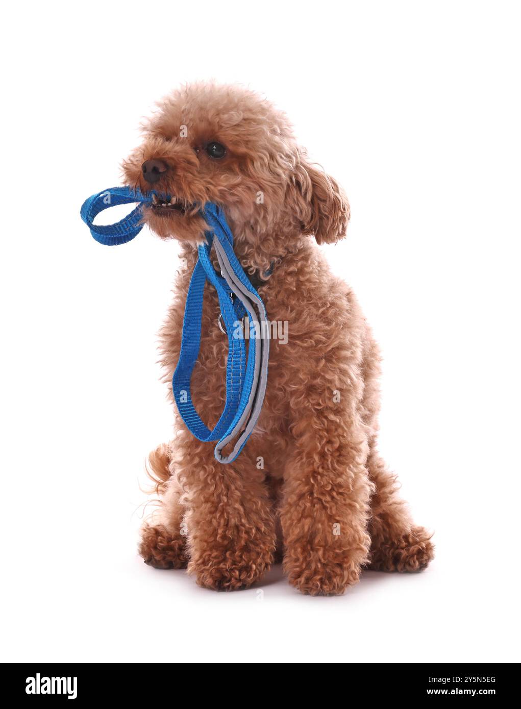 Marcher avec le chien. Mignon Maltipoo avec laisse sur fond blanc Banque D'Images