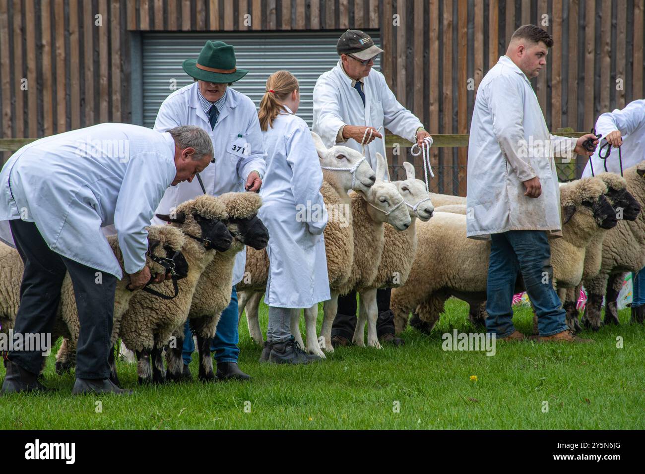 Newbury Show, 21 septembre 2024. Le populaire événement annuel a eu lieu au Newbury Showground, Berkshire, Angleterre, Royaume-Uni, au cours du week-end. Le spectacle comprend une variété d'expositions agricoles, alimentaires et rurales, et attire des milliers de visiteurs. Photo : moutons et agriculteurs, participants au concours d'élevage Banque D'Images