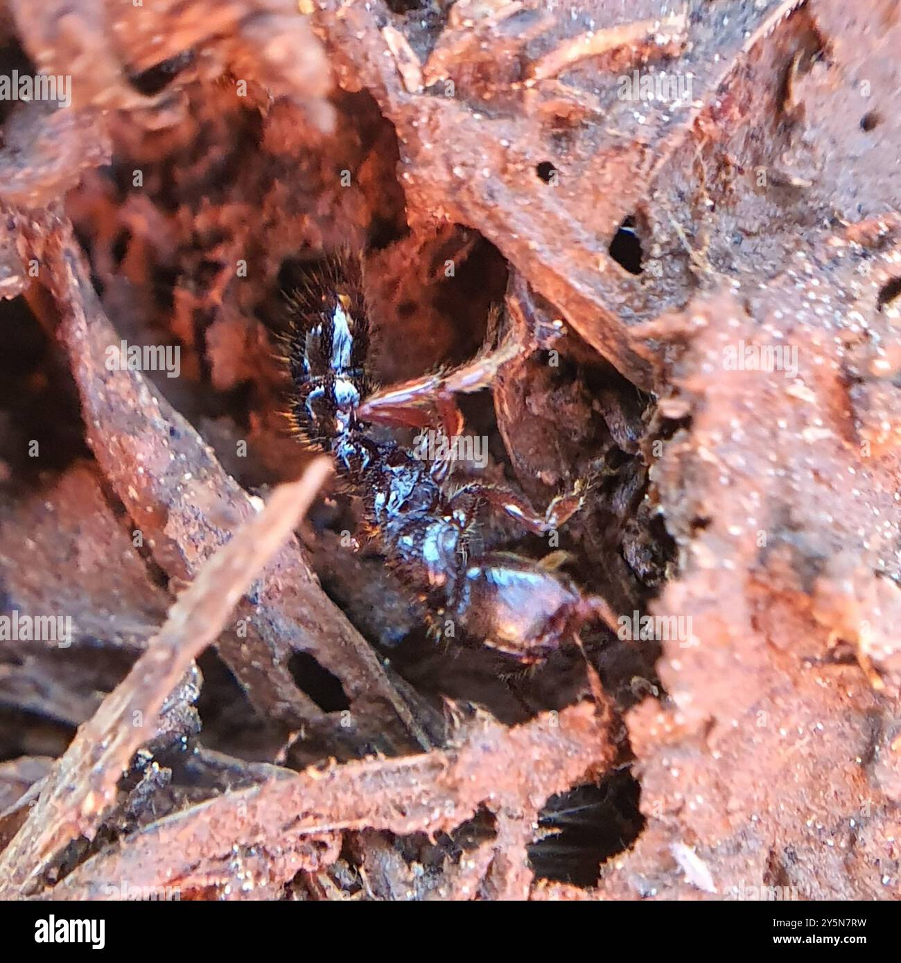 Southern Michelin Ant (Amblyopone australis) Insecta Banque D'Images