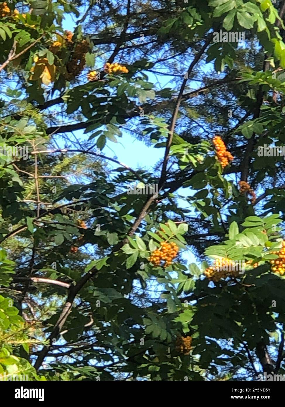 Cendres de montagne de Greene (Sorbus scopulina) Plantae Banque D'Images