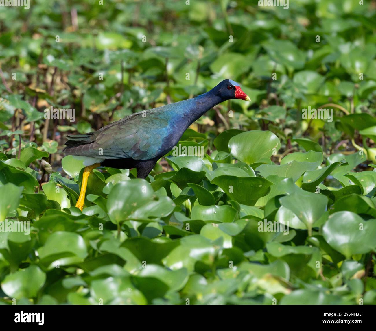 Gallinule violet (Porphyrio martinicus) marchant sur des feuilles d'eau dans un marais forestier, parc régional de Brazos Bend, Texas, États-Unis Banque D'Images