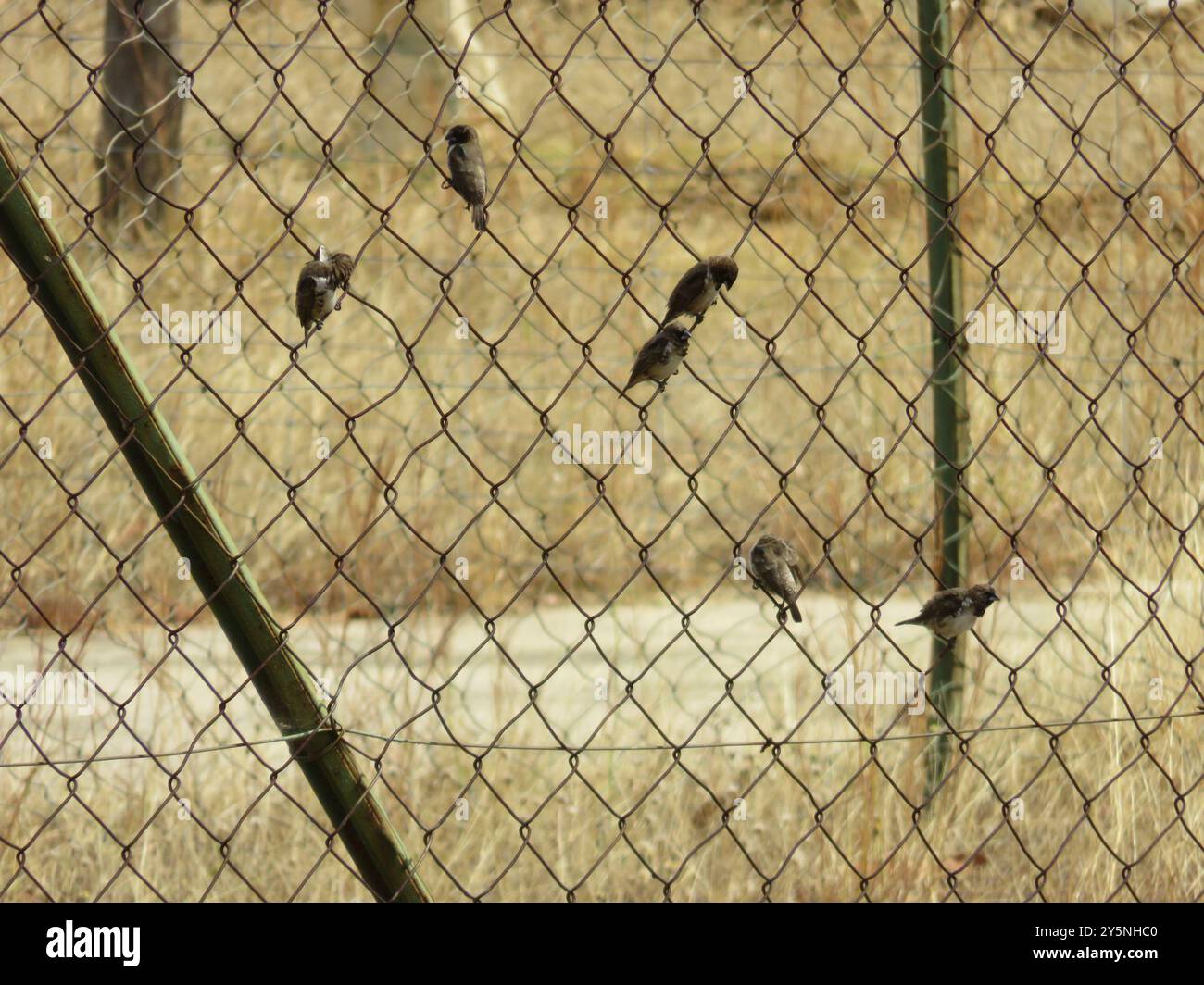 Mannikin en bronze (Spermestes cucullata) Aves Banque D'Images