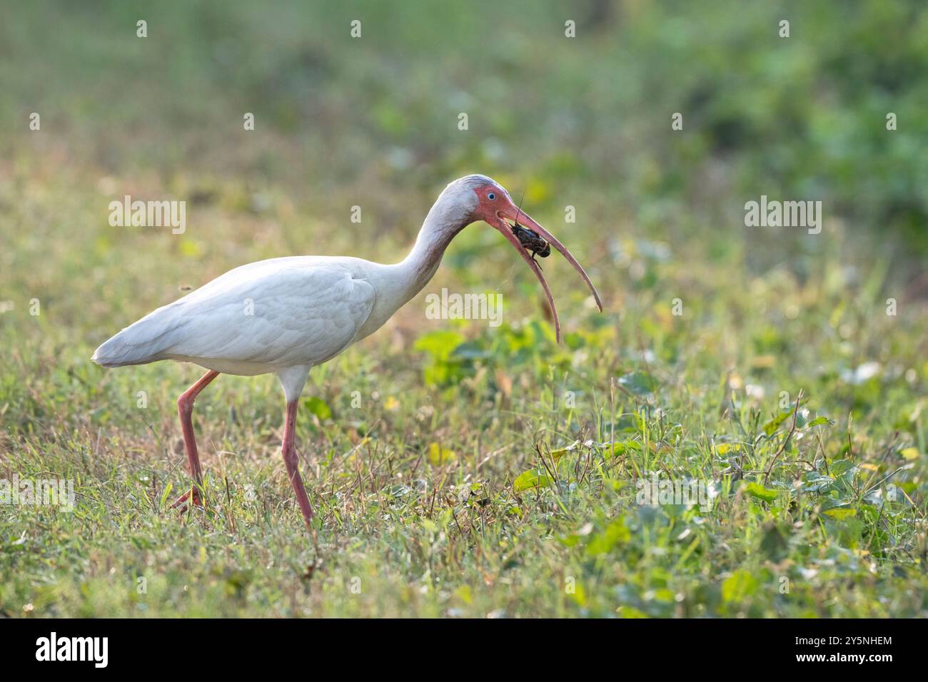 Ibis blanc américain (Eudocimus albus) avec langoustes pêchées au parc national de Brazos Bend, Texas, États-Unis Banque D'Images