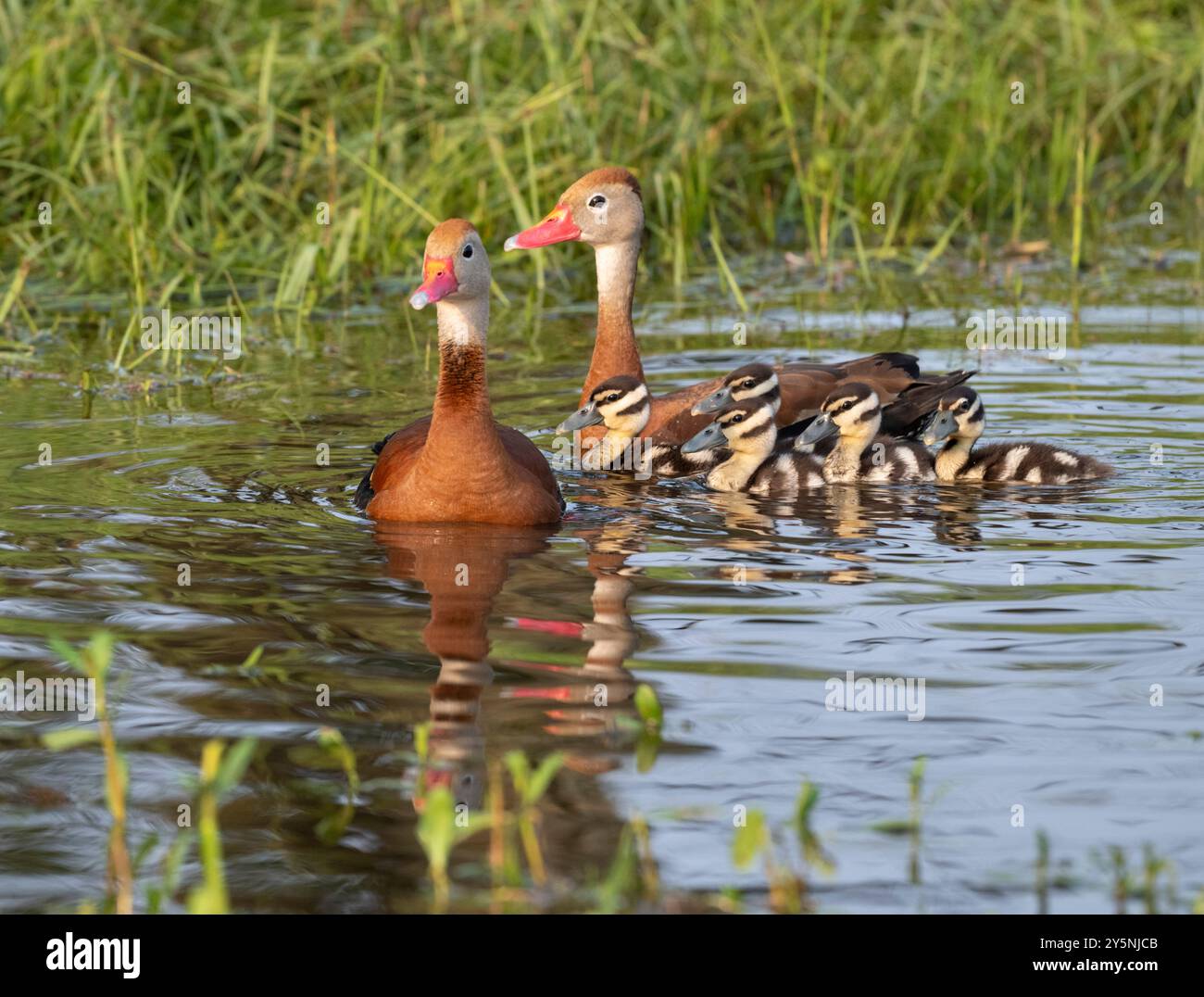 Canards sifflants à ventre noir (Dendrocygna autumnalis) avec canetons Banque D'Images