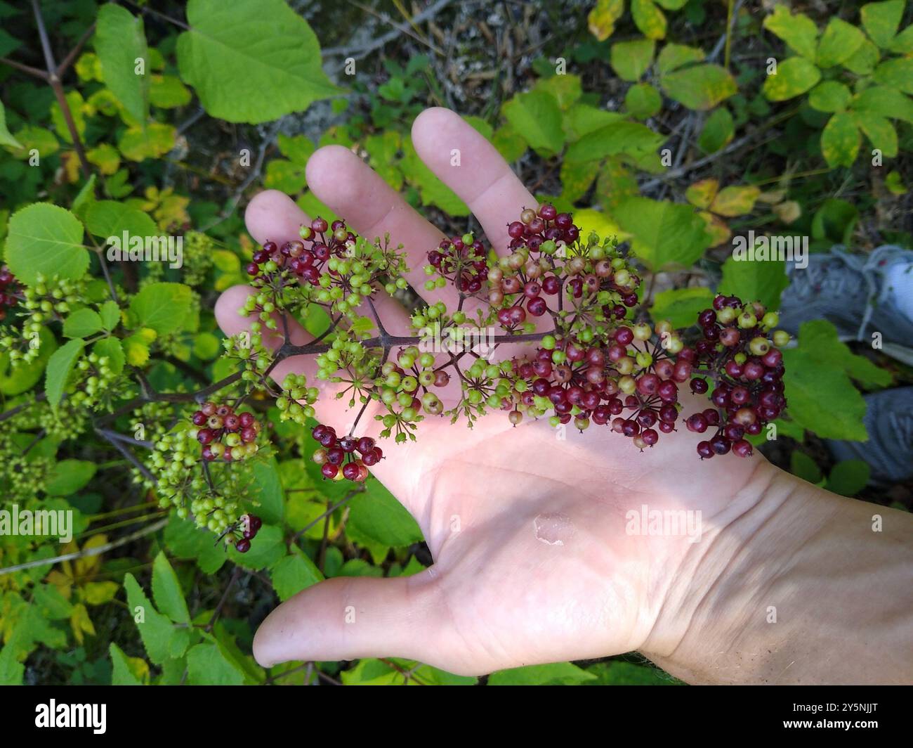 Spikenard américain (Aralia racemosa) Plantae Banque D'Images