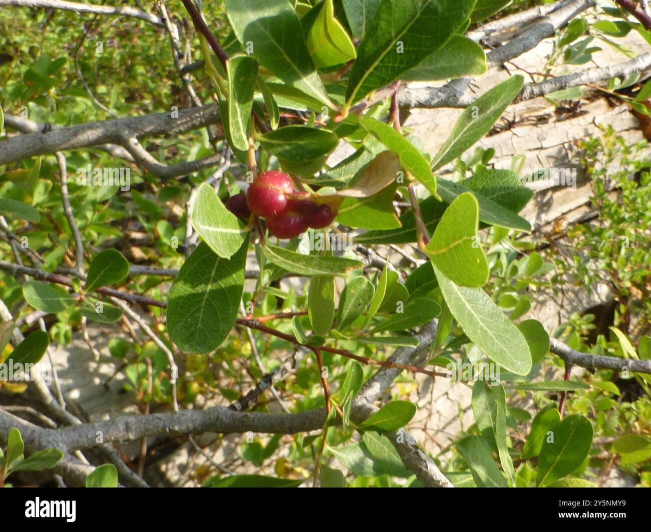 Cerise amère (Prunus emarginata) Plantae Banque D'Images