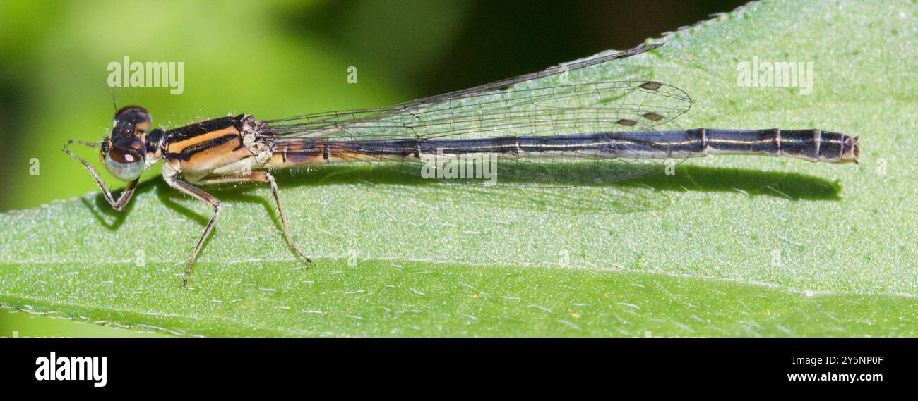 Insecta Eastern Forktail (Ischnura verticalis) Banque D'Images