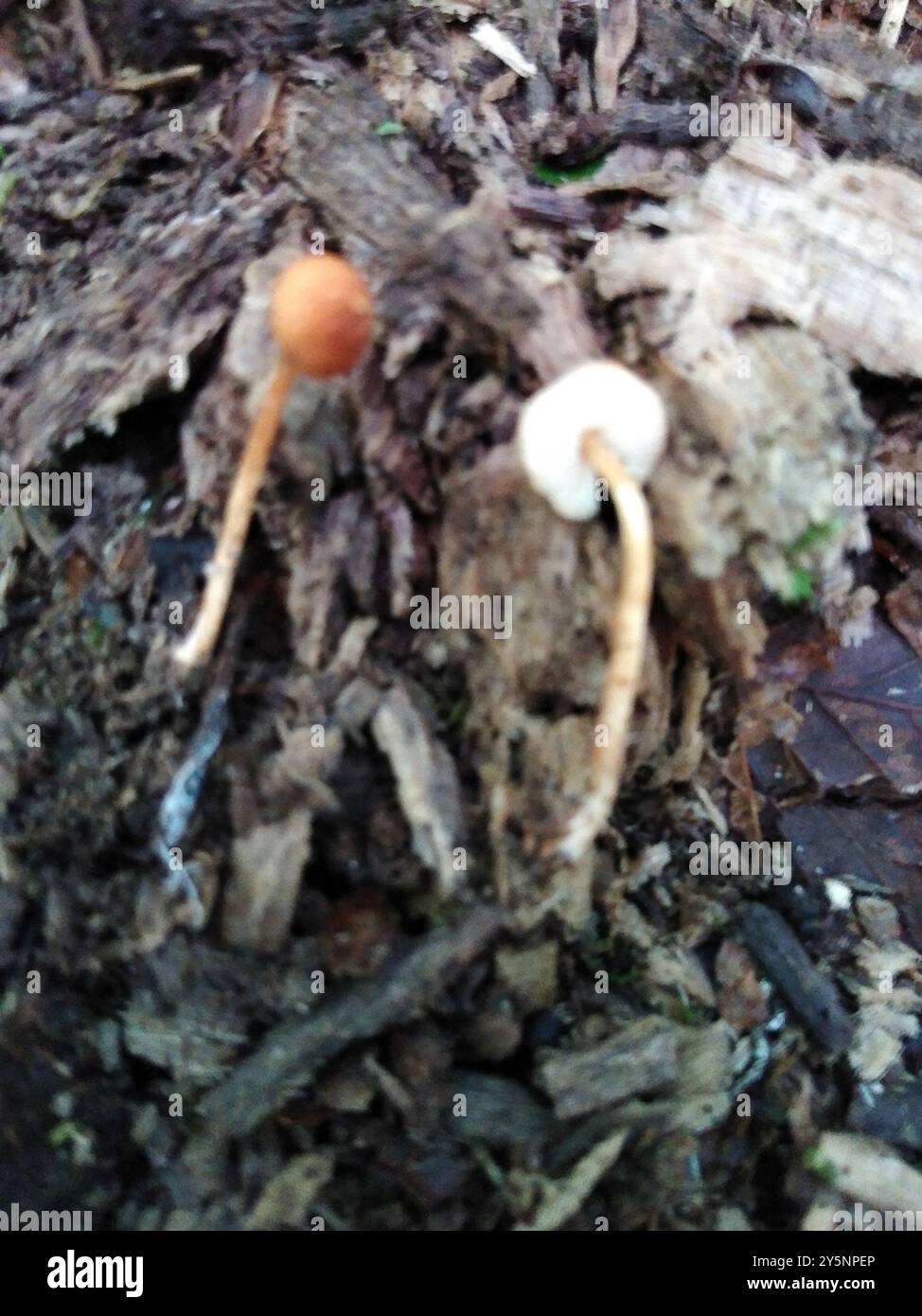 Champignons châtaignier Dapperling (Lepiota castanea) Banque D'Images