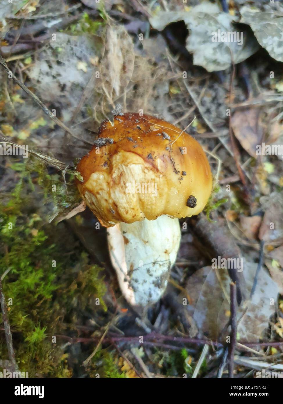 Champignons puants Brittlegill (Russula foetens) Banque D'Images