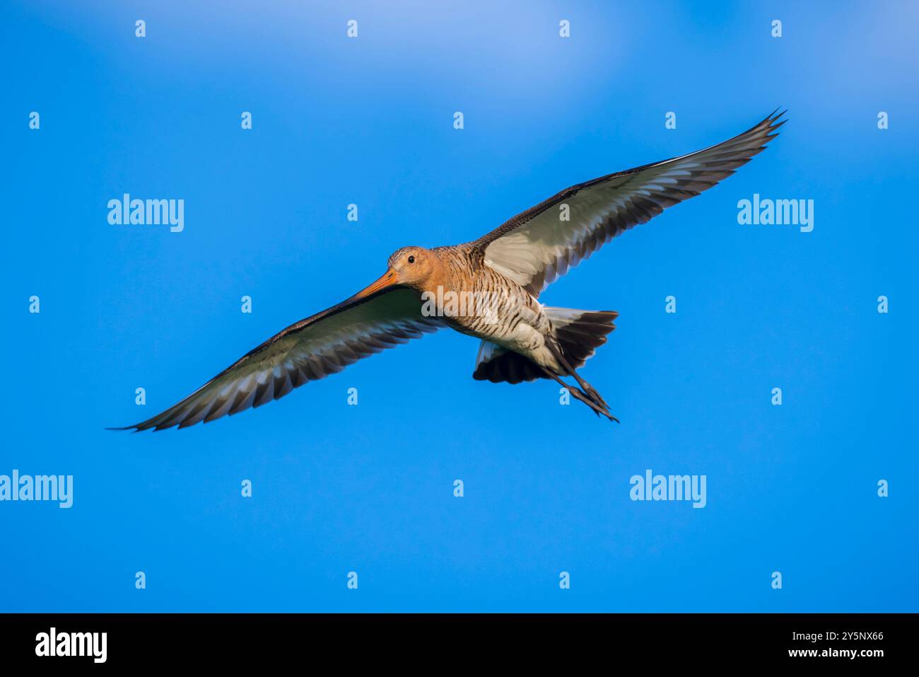 Barge à queue noire Limosa limosa en vol contre un ciel bleu. La plupart de la population européenne se reproduisent dans les Pays-Bas. Banque D'Images