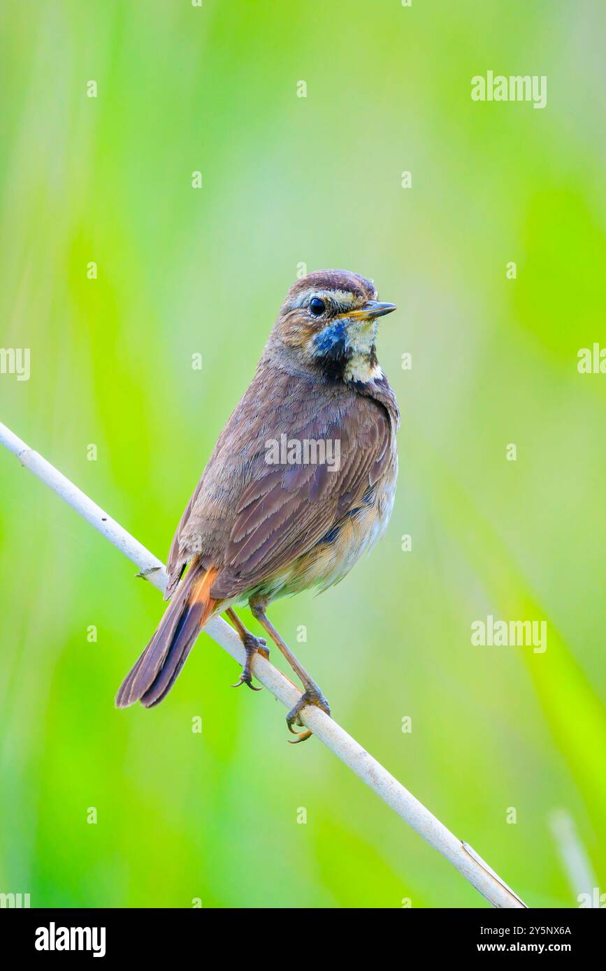 Un oiseau à gorge bleue Luscinia svecica cyanecula chante pendant la saison de reproduction au printemps Banque D'Images
