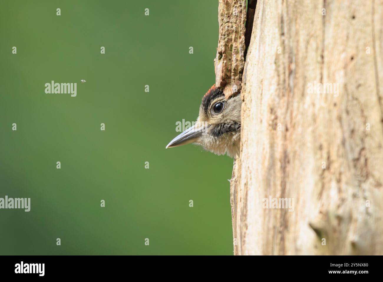 Gros plan d'un oiseau juvénile grand pic tacheté, Dendrocopos major, dans un trou de nid d'arbre dans une forêt Banque D'Images