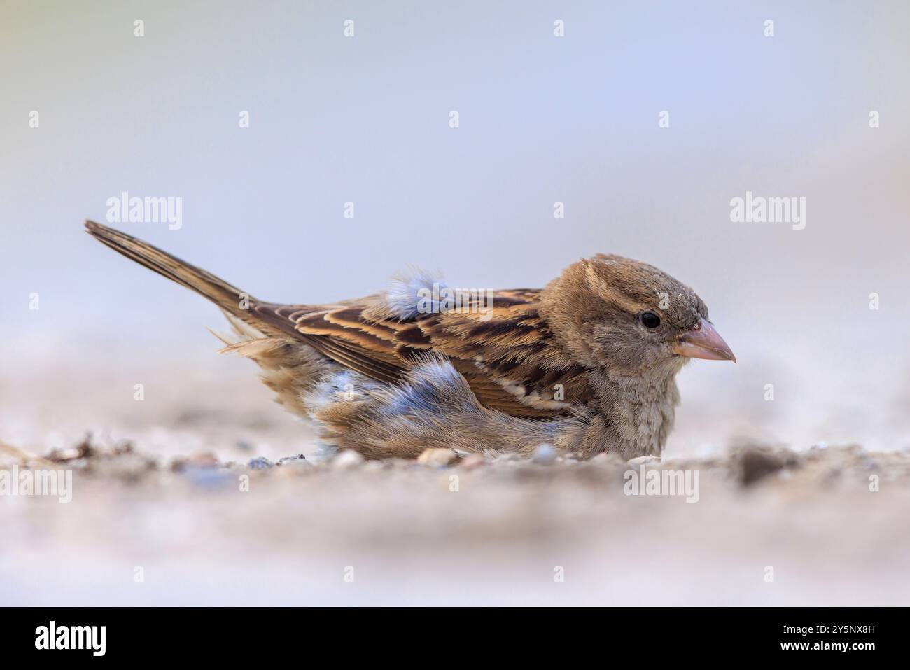 Gros plan d'un moineau de maison, passer domesticus, ayant un bain de poussière ou de sable. Banque D'Images