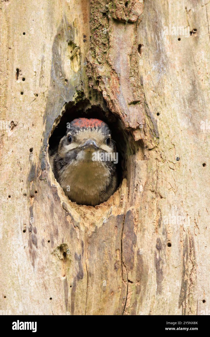 Gros plan d'un oiseau juvénile grand pic tacheté, Dendrocopos major, dans un trou de nid d'arbre dans une forêt Banque D'Images