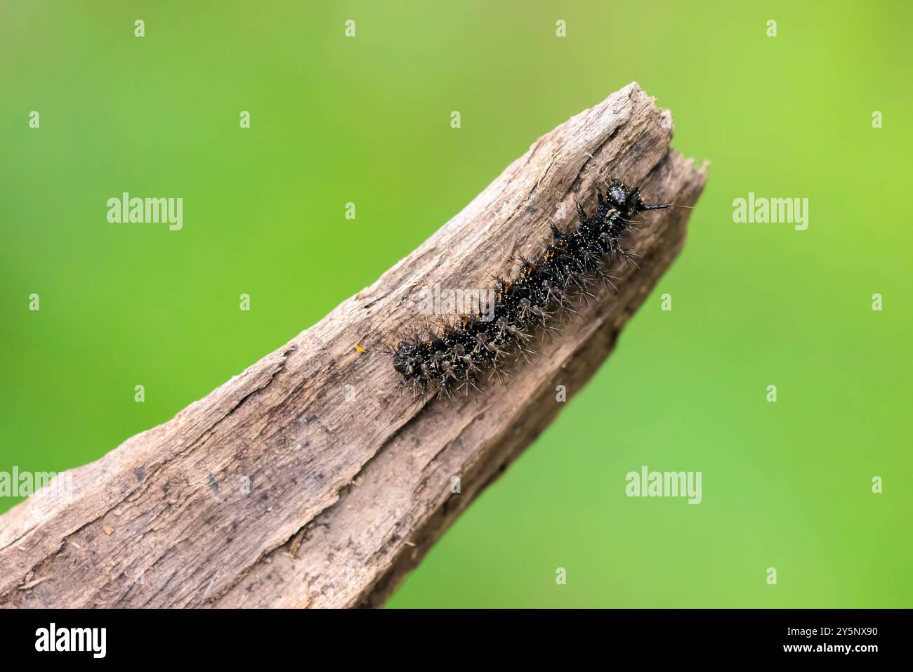Gros plan de la chenille papillon de la carte, araschnia levana, dans une forêt. Banque D'Images
