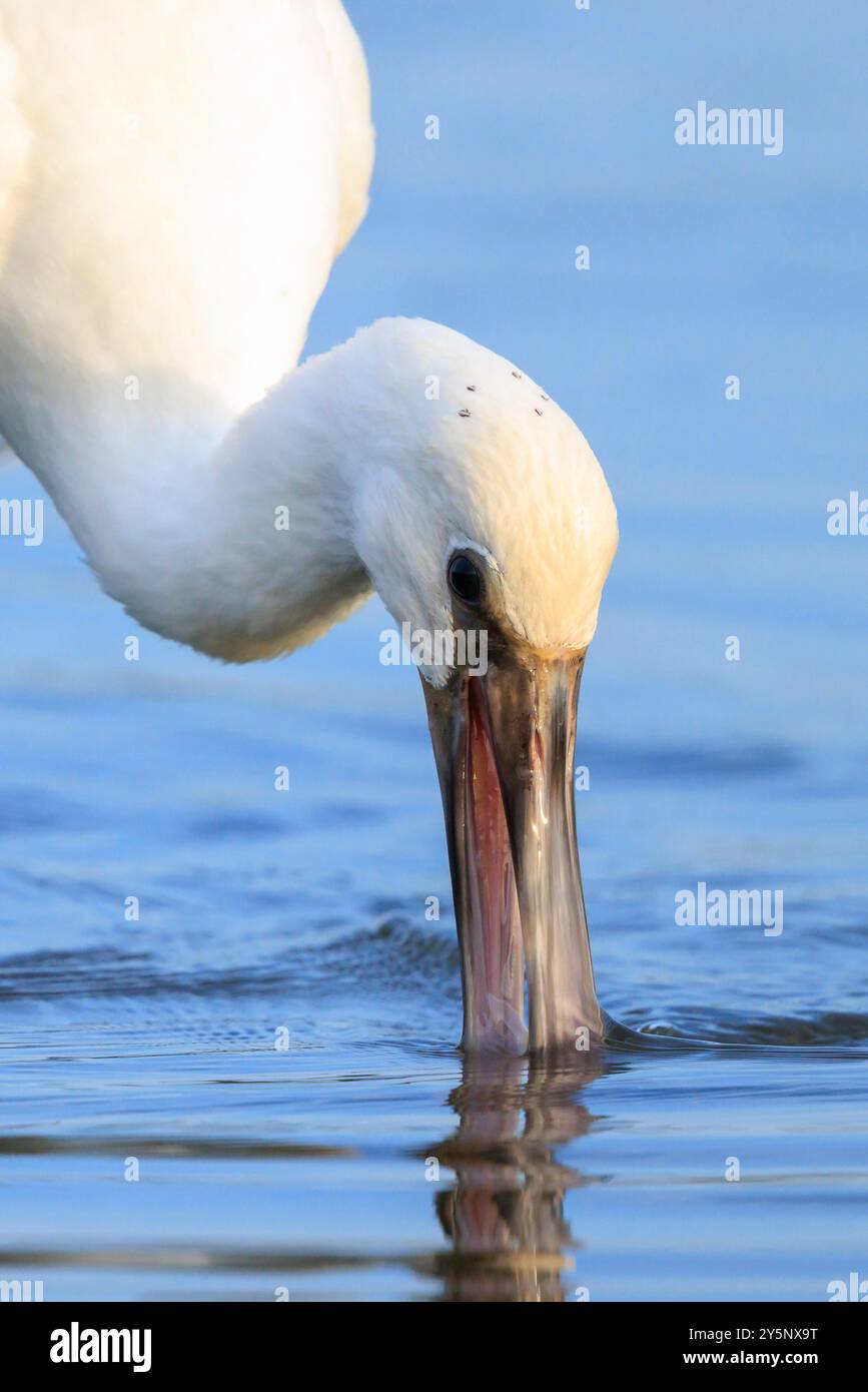 Gros plan d'une cupule commune, Platalea leucorodia, fourrager dans l'eau Banque D'Images