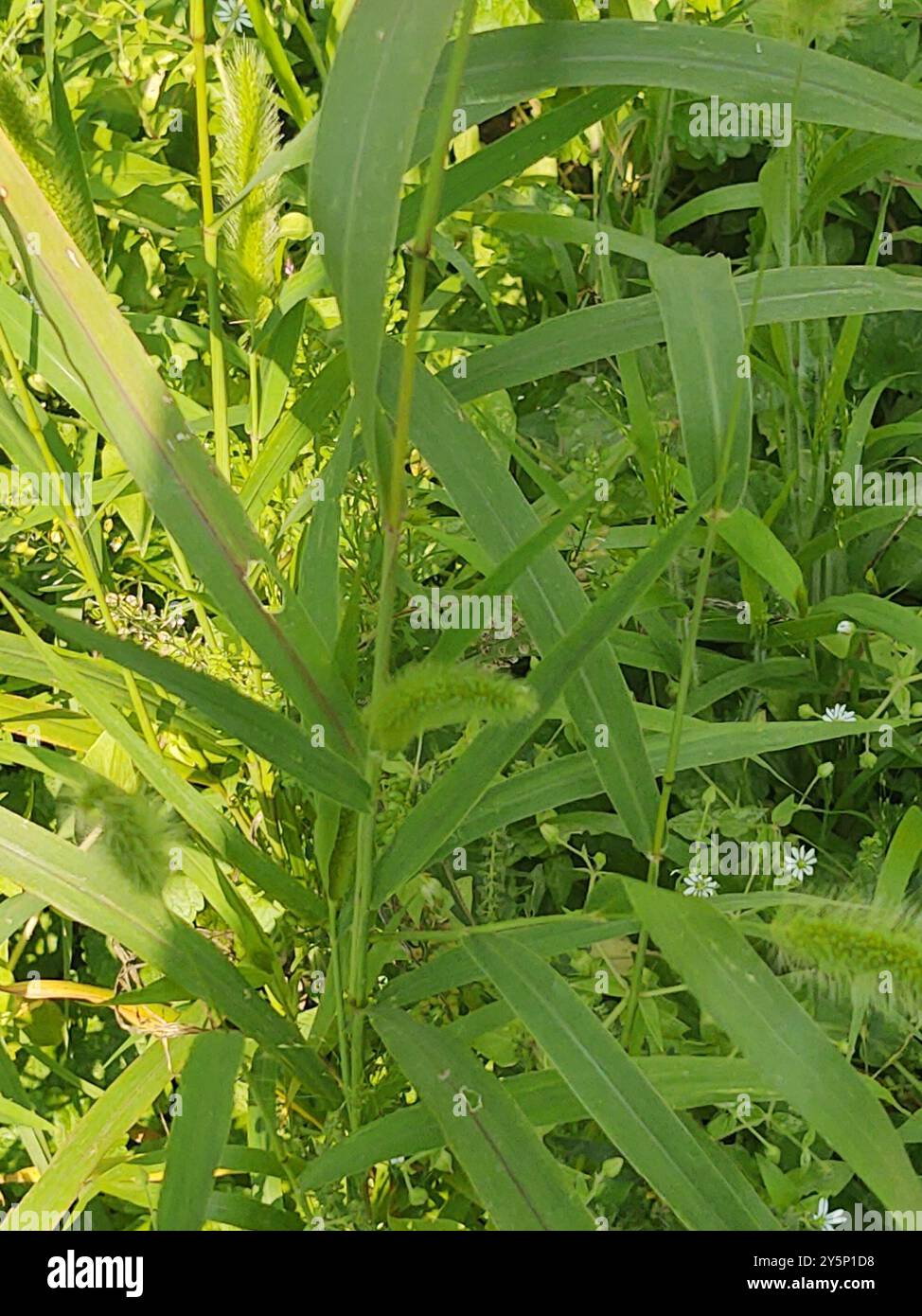 Queue de poisson géante (Setaria faberi) Plantae Banque D'Images