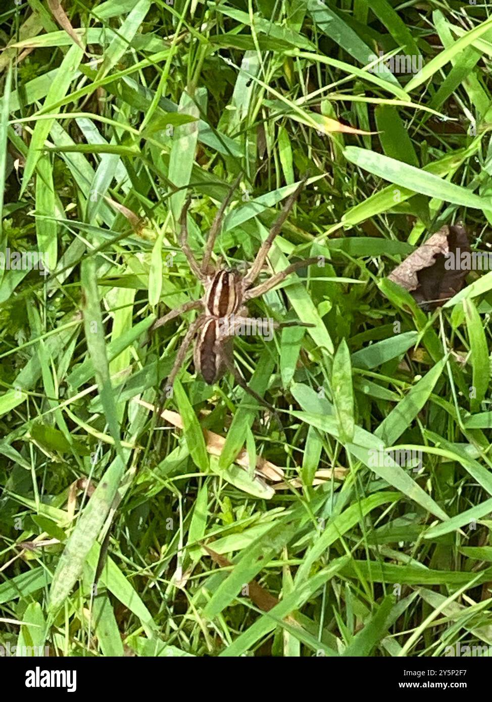 Araignée loup enragée (Rabidosa rabida) Arachnida Banque D'Images