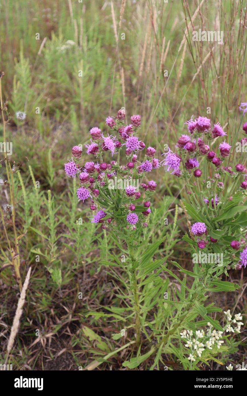 Étoile flamboyante rugueuse (Liatris aspera) Plantae Banque D'Images