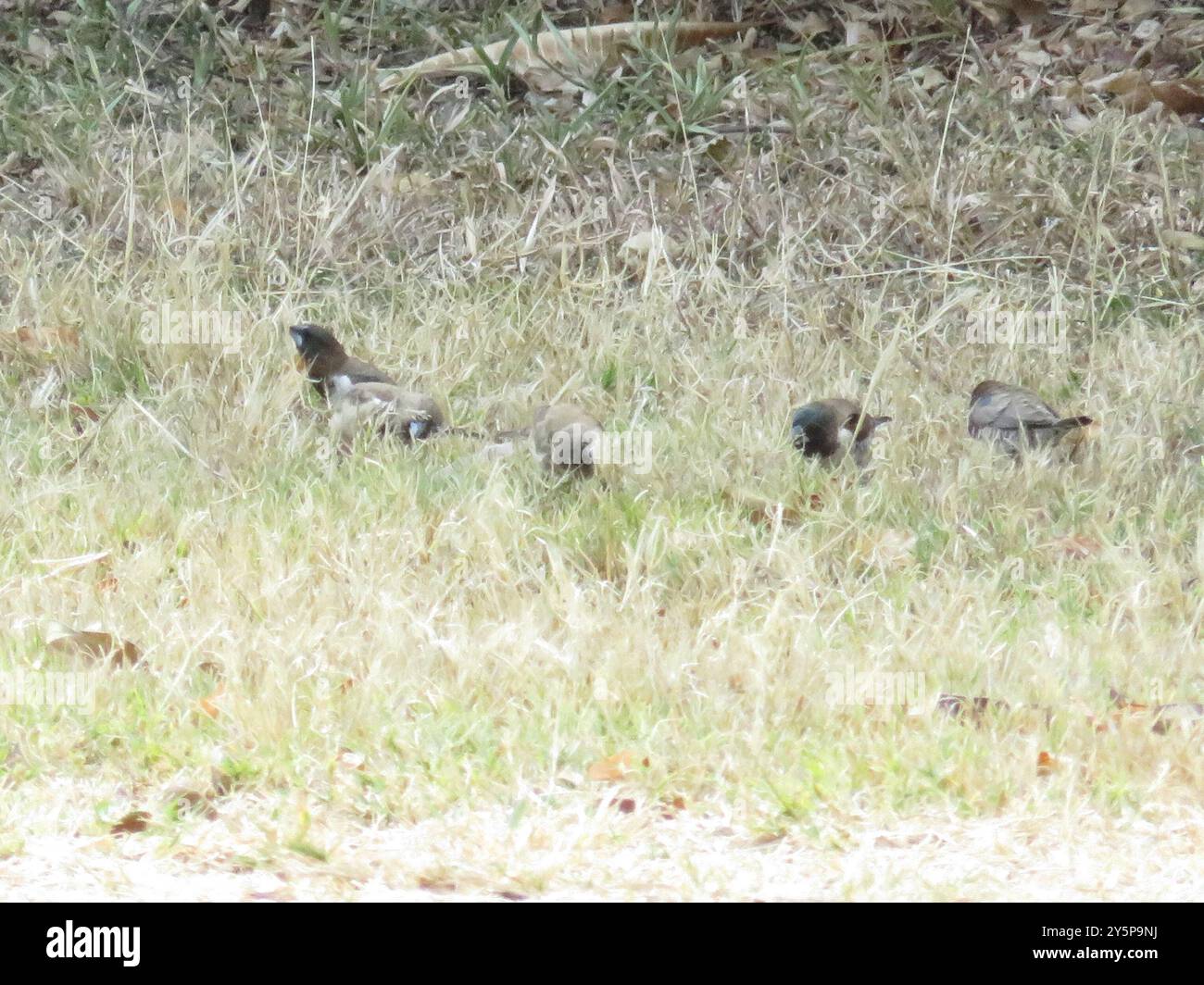 Mannikin en bronze (Spermestes cucullata) Aves Banque D'Images