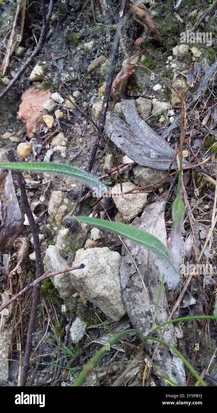 Orchidée de la mante orientale (Caladenia tentaculata) Plantae Banque D'Images