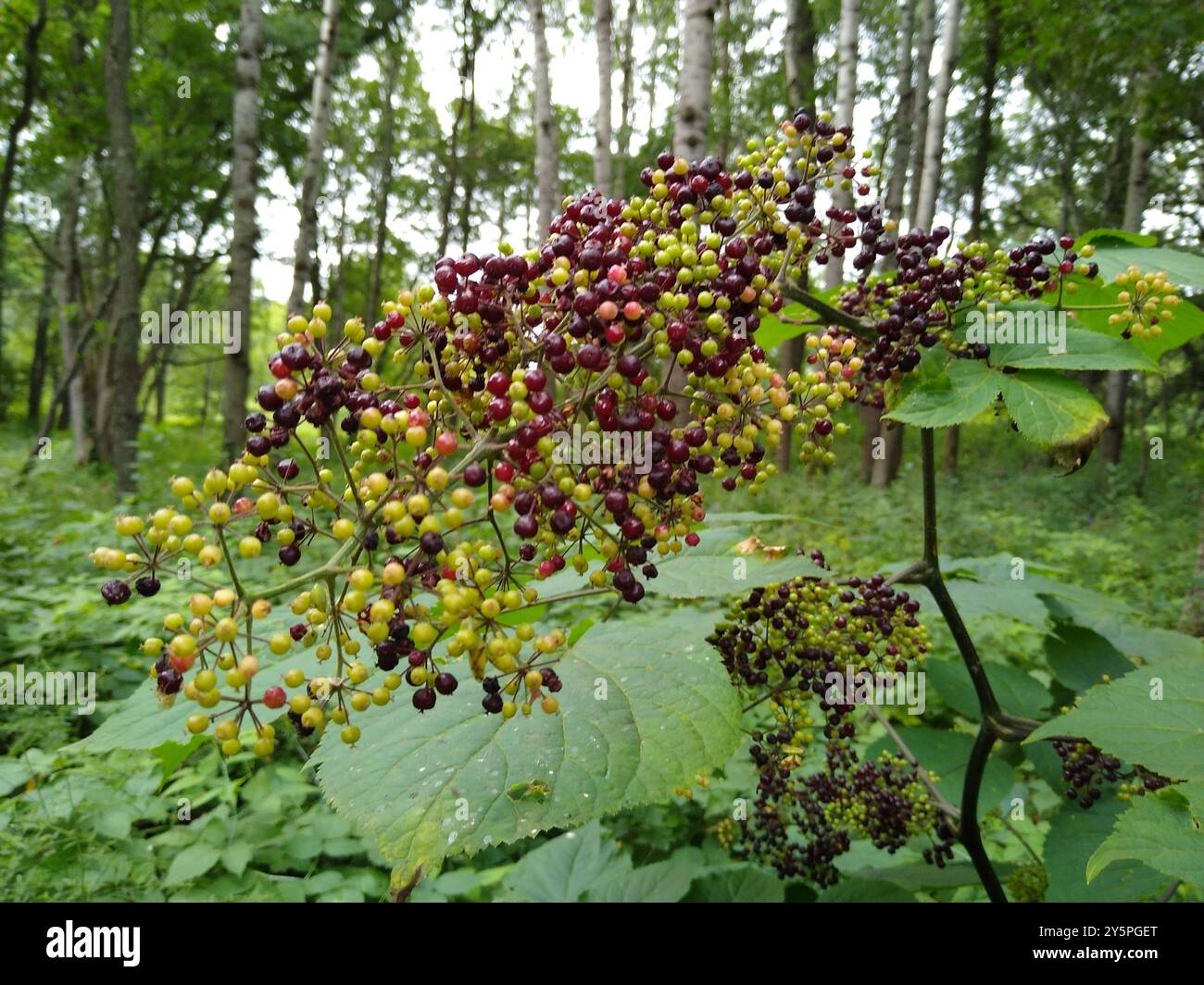 Spikenard américain (Aralia racemosa) Plantae Banque D'Images