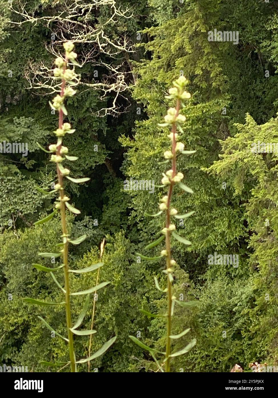 Étoile flamboyante rugueuse (Liatris aspera) Plantae Banque D'Images