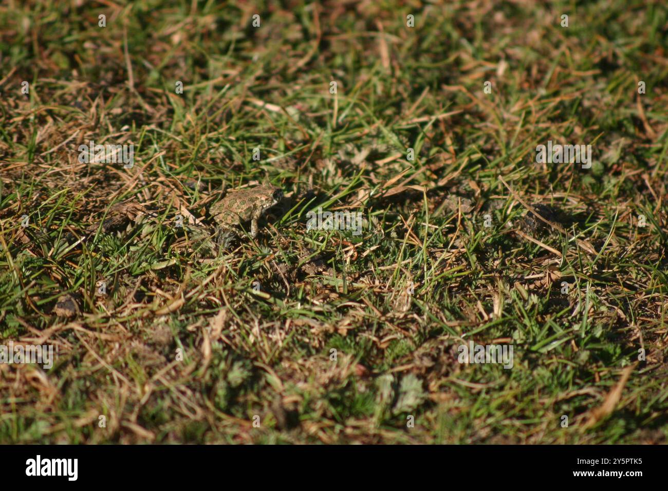 Crapaud variable (Bufotes viridis sitibundus) amphibiens Banque D'Images