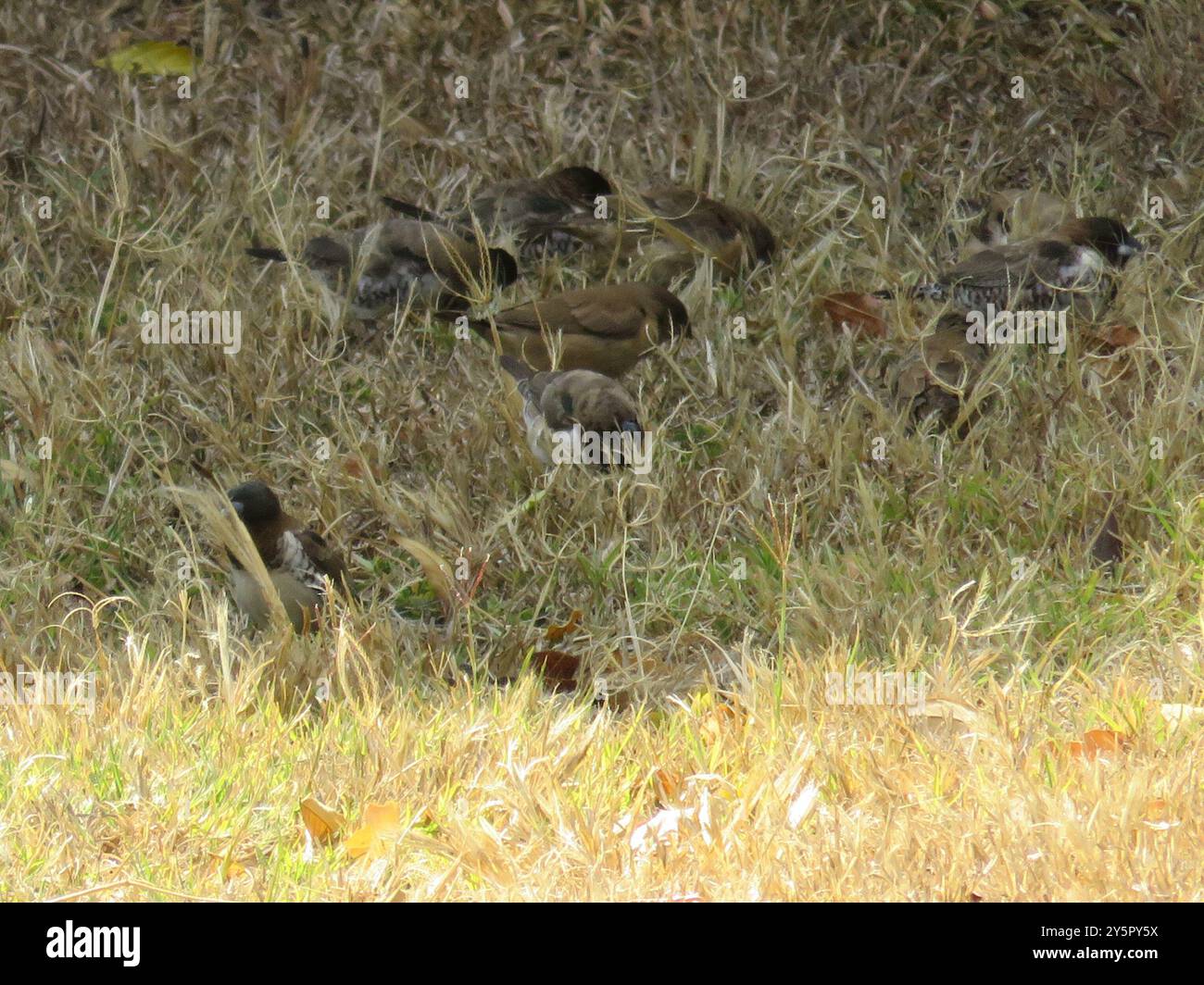 Mannikin en bronze (Spermestes cucullata) Aves Banque D'Images