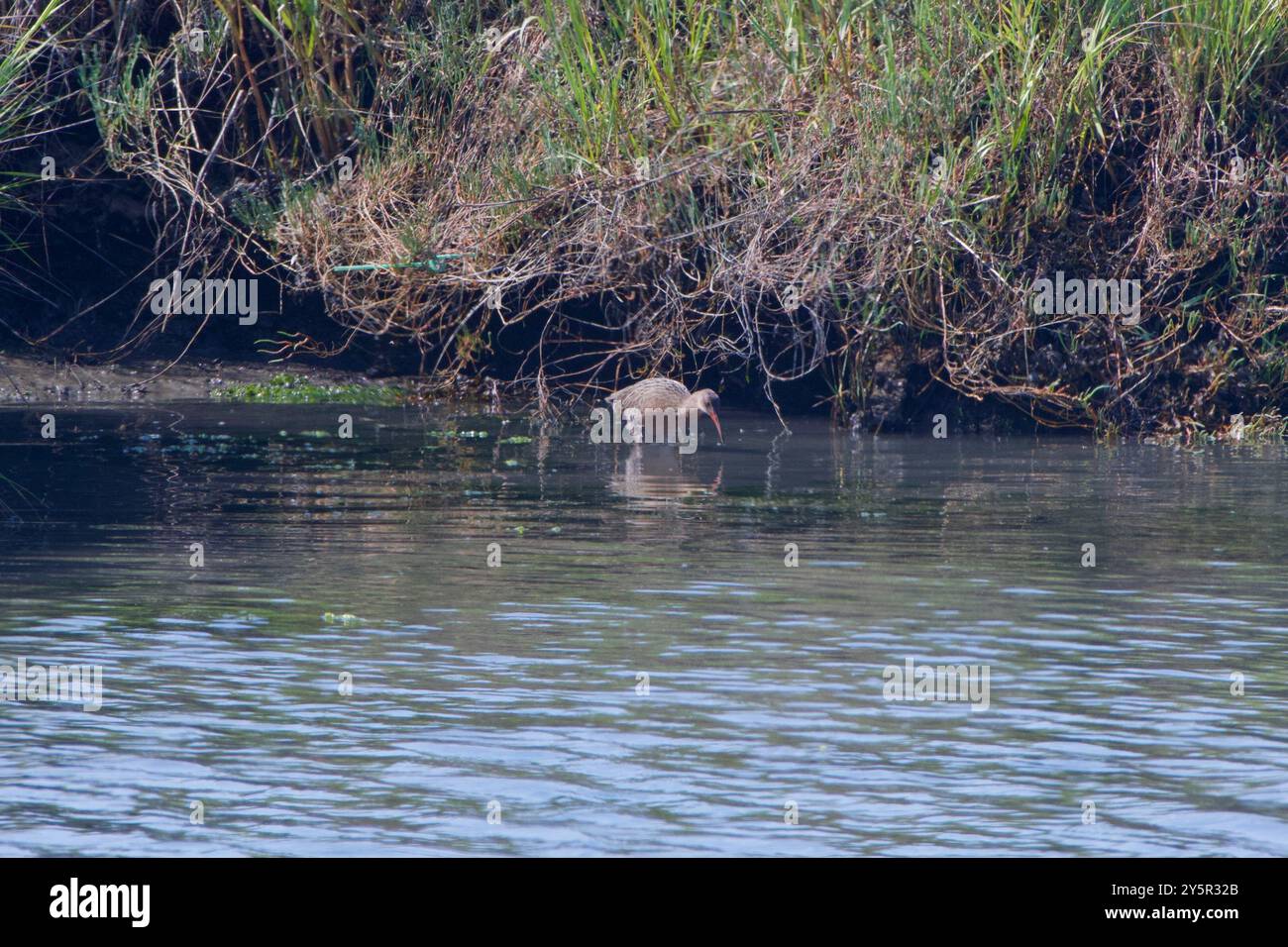 Ridgway's Rail (Rallus obsoletus) Aves Banque D'Images