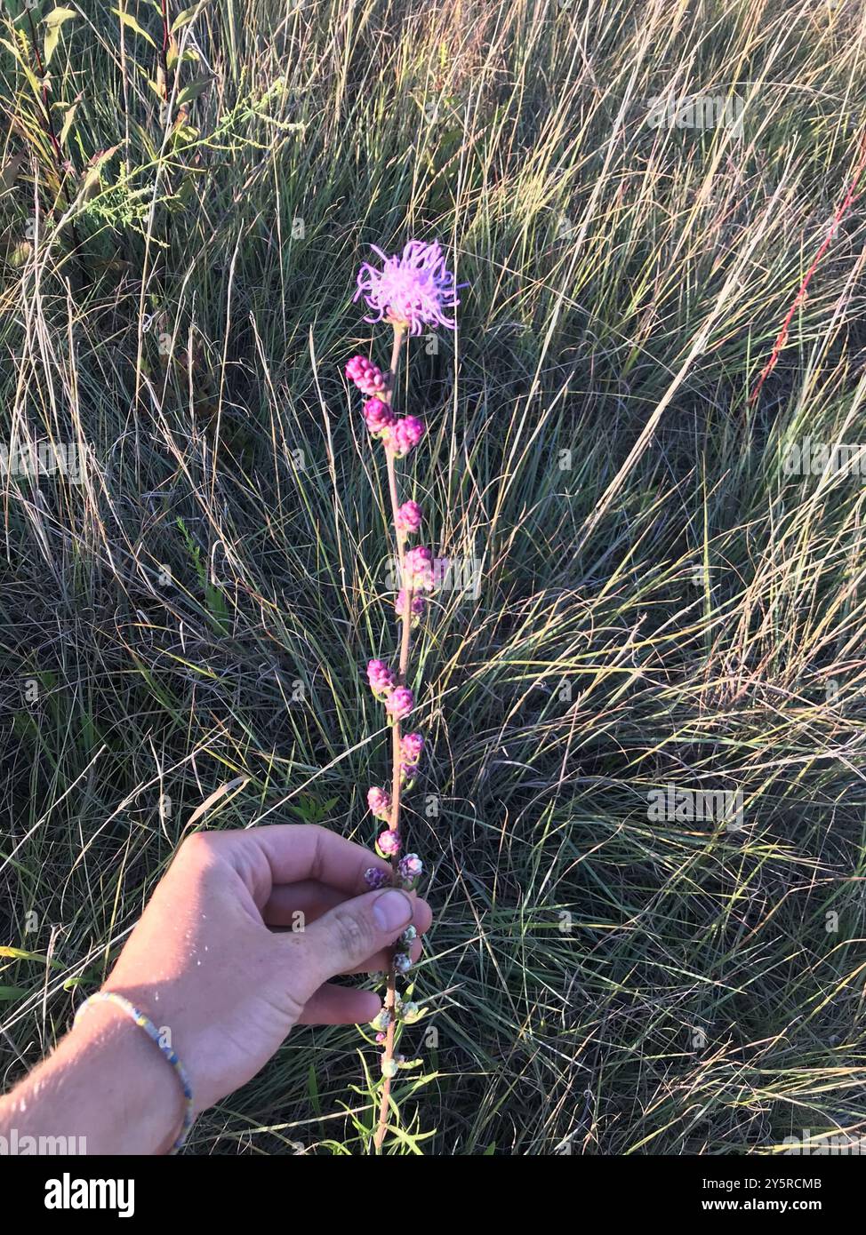 Étoile flamboyante rugueuse (Liatris aspera) Plantae Banque D'Images