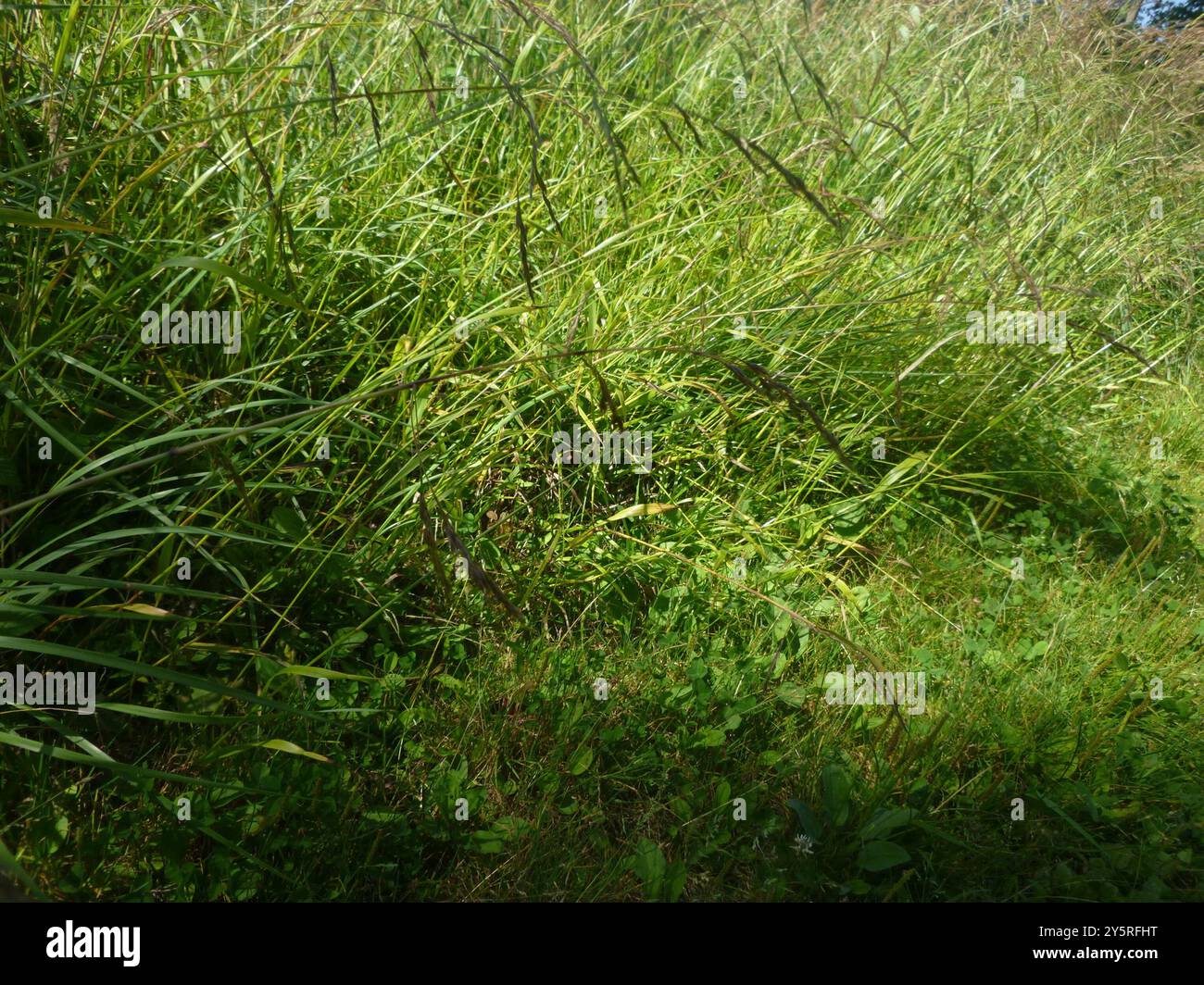 Brome poilu (Bromus ramosus) Plantae Banque D'Images