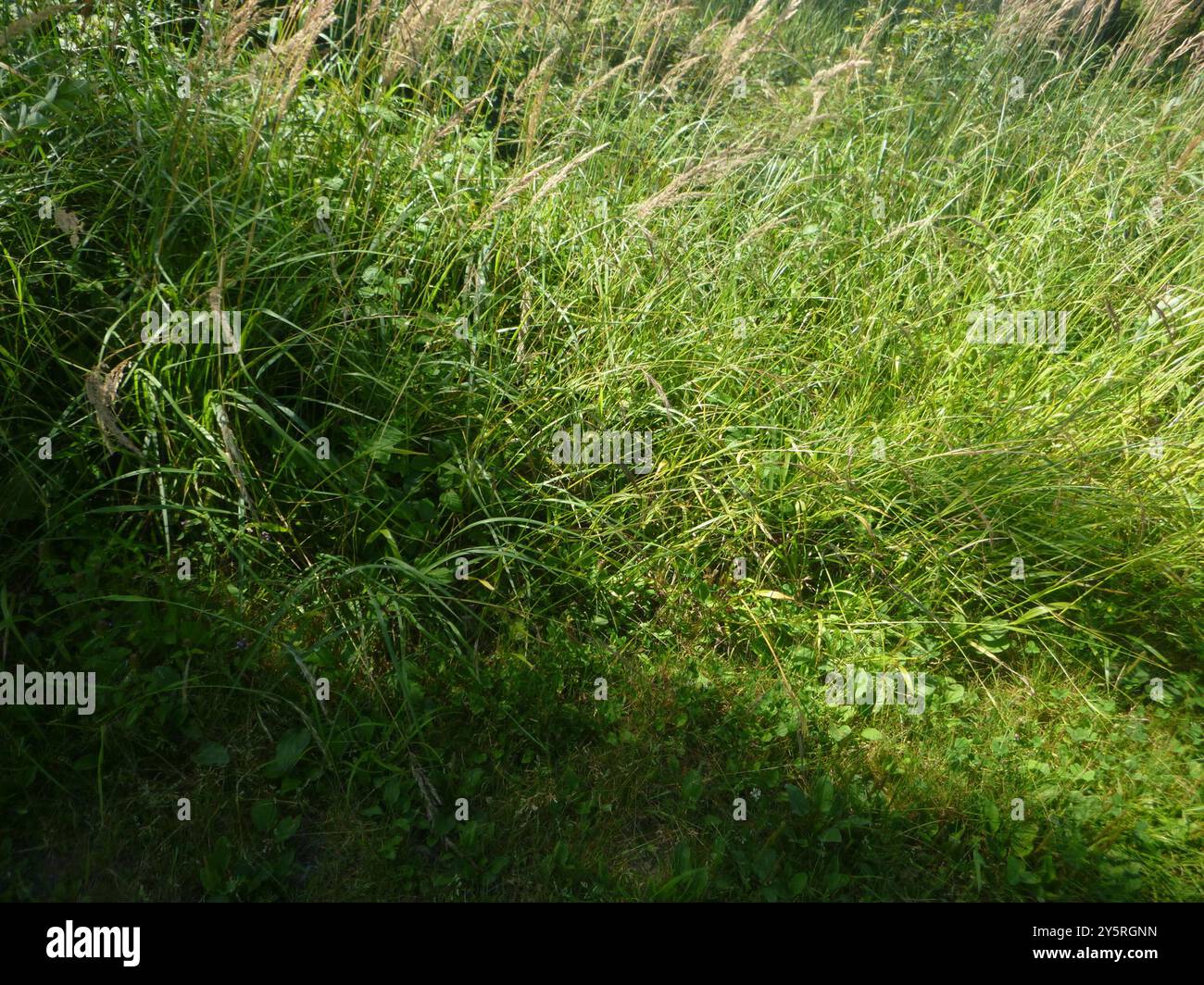 Brome poilu (Bromus ramosus) Plantae Banque D'Images