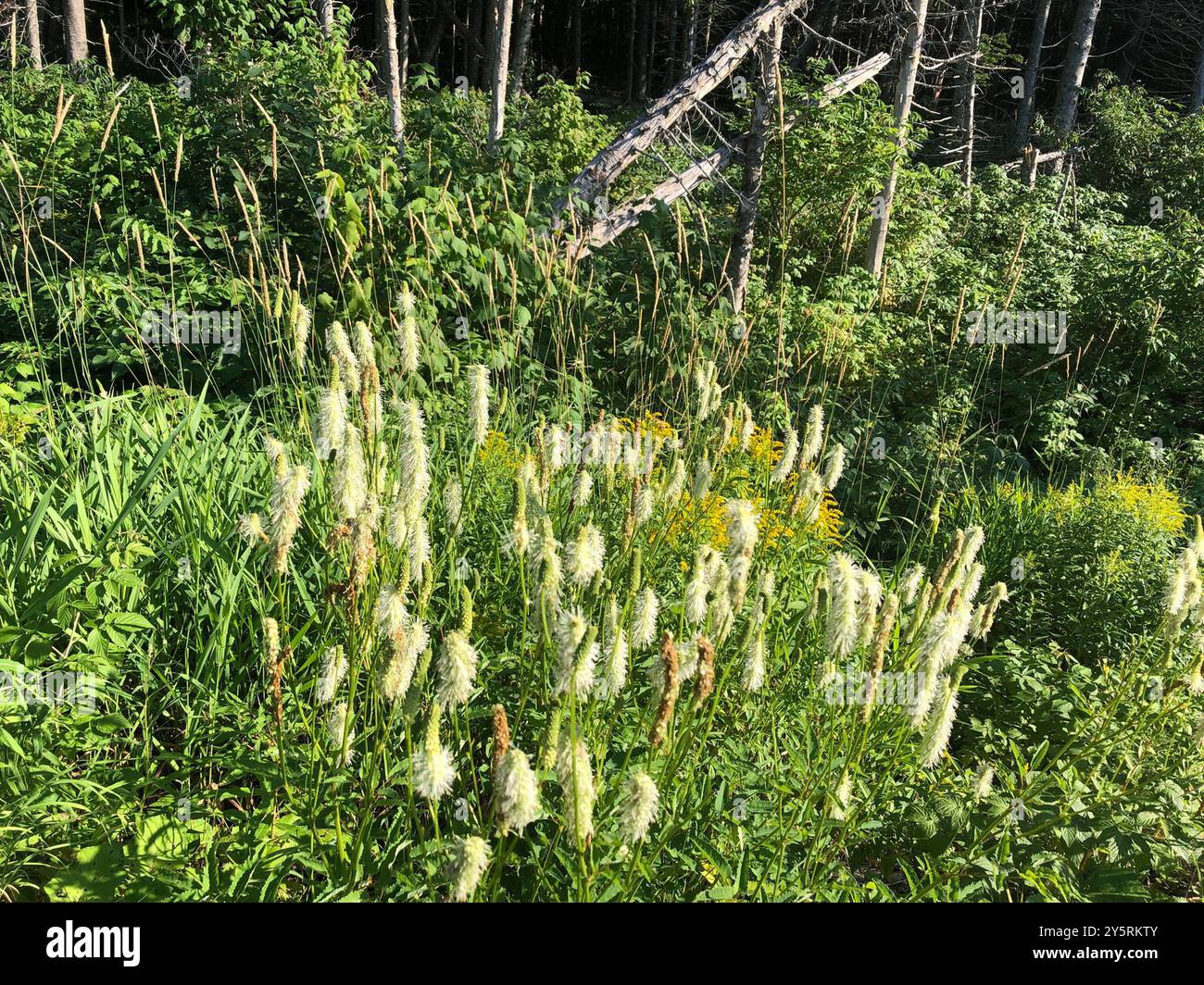 burnet canadien (Sanguisorba canadensis) Plantae Banque D'Images