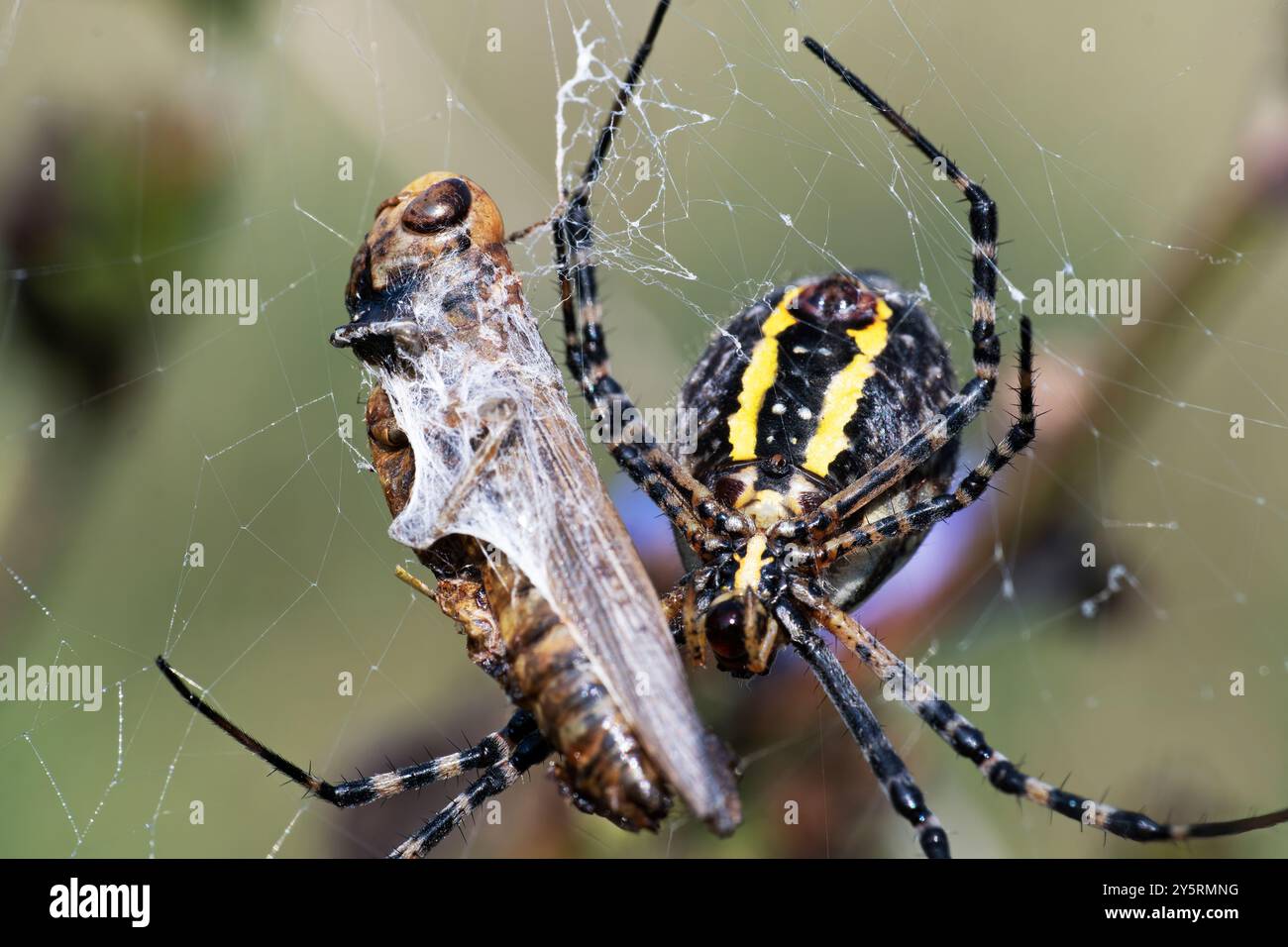 Argiope Aurantia Spider Banque D'Images